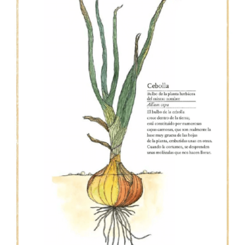 INVENTARIO ILUSTRADO DE FRUTAS Y VERDURAS