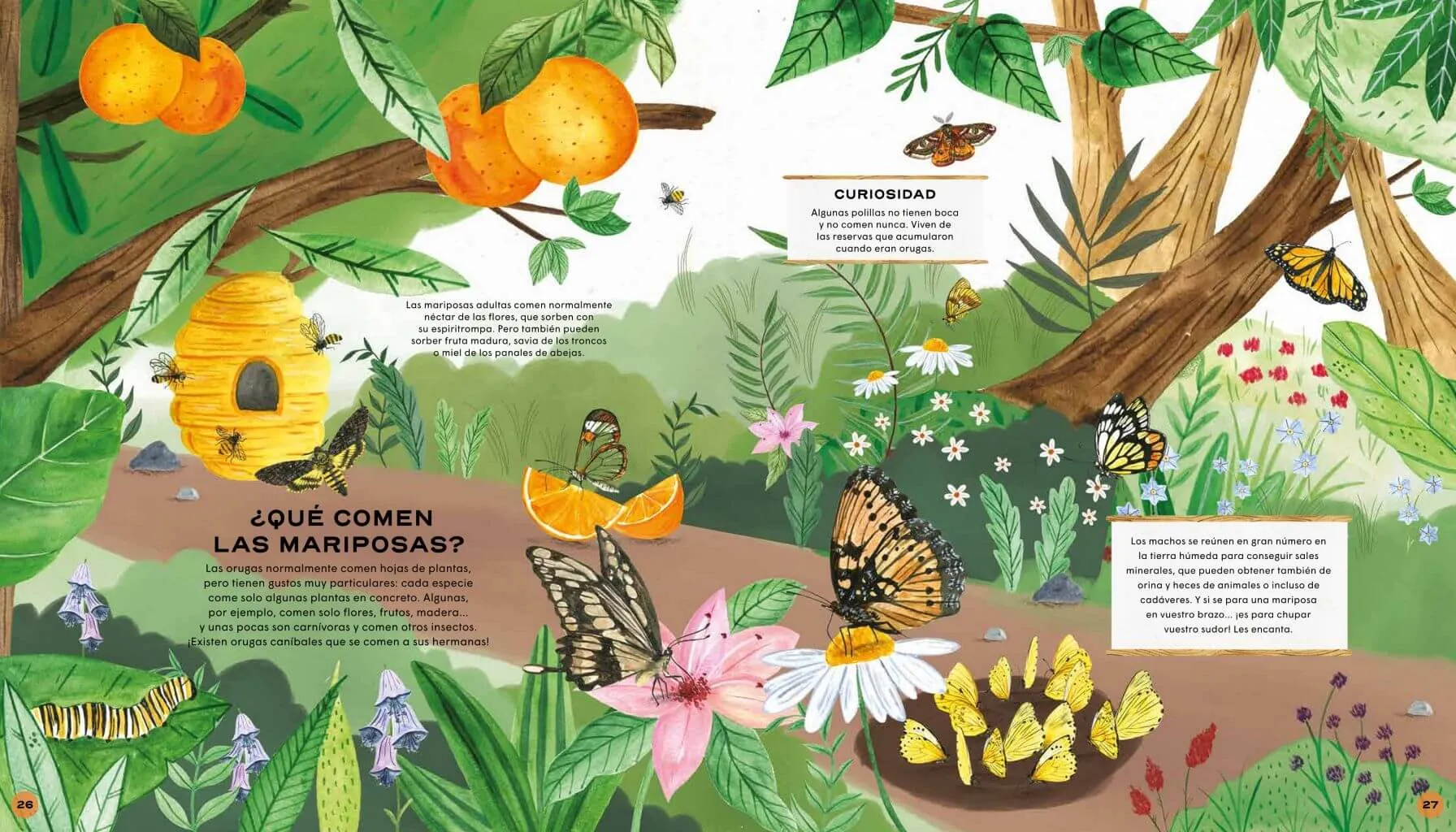 MARIPOSAS. Vida secreta - Imagen 2