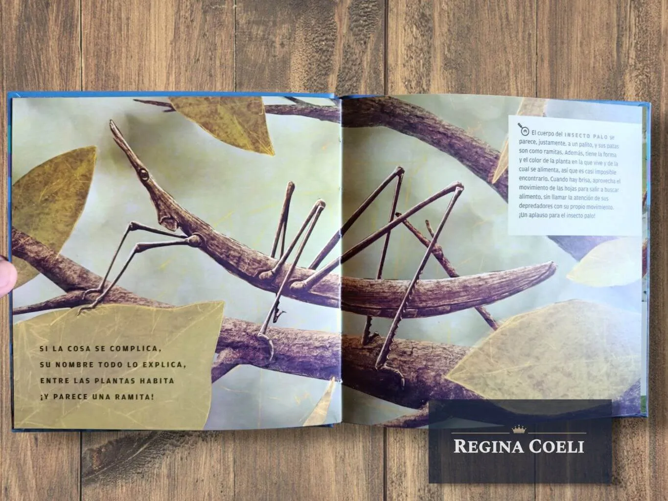 ¡ENCUÉNTRAME SI PUEDES! - Imagen 4