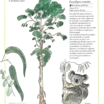 INVENTARIO ILUSTRADO DE ARBOLES