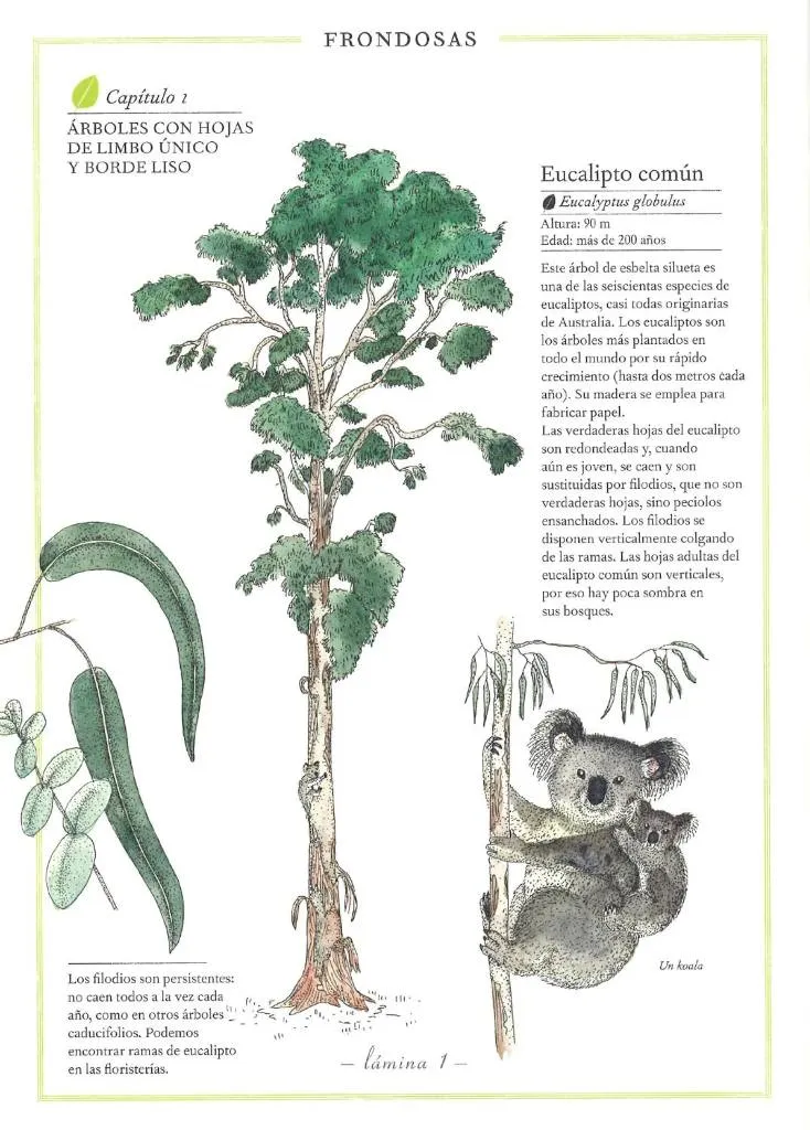 INVENTARIO ILUSTRADO DE ARBOLES - Imagen 2