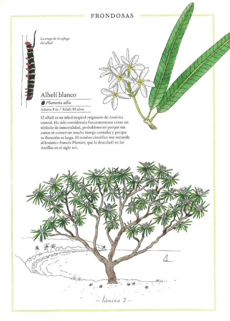 INVENTARIO ILUSTRADO DE ARBOLES - Imagen 4