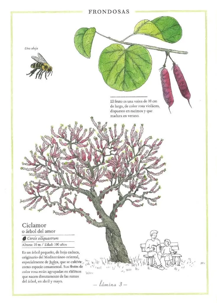 INVENTARIO ILUSTRADO DE ARBOLES - Imagen 5
