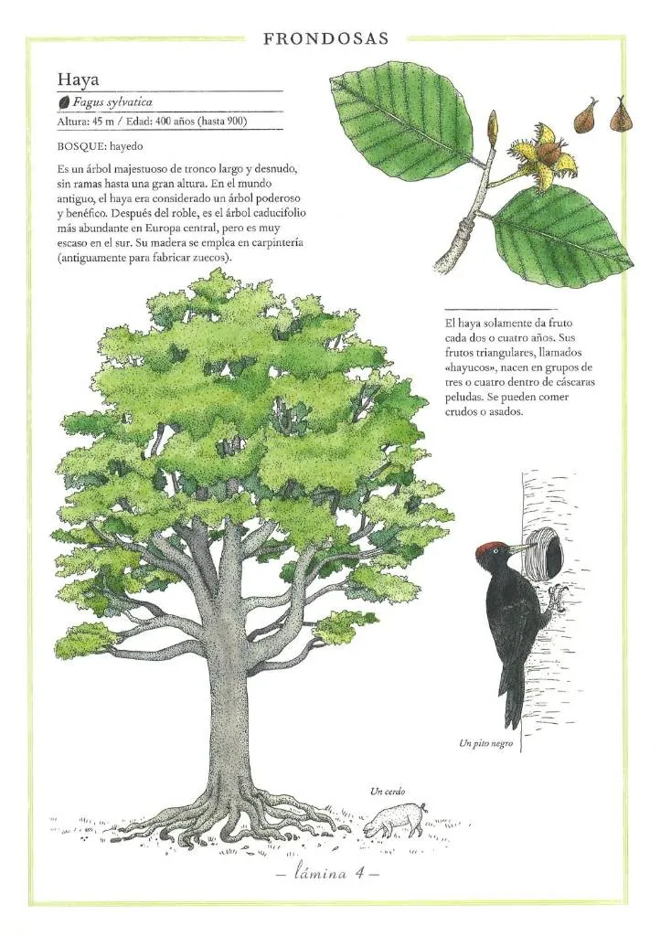 INVENTARIO ILUSTRADO DE ARBOLES - Imagen 3
