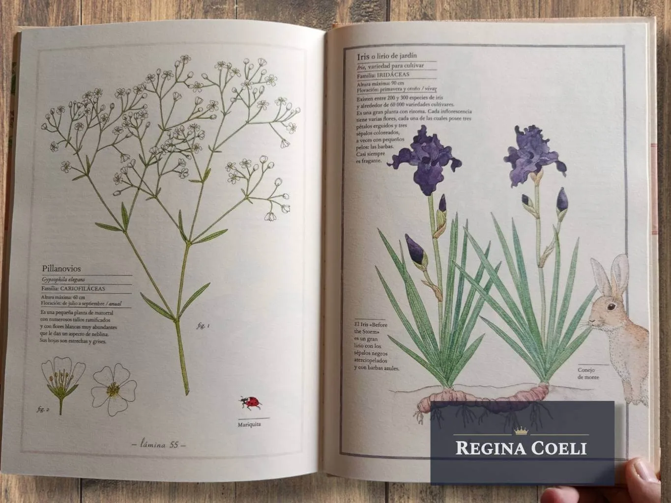 INVENTARIO ILUSTRADO DE FLORES - Imagen 4