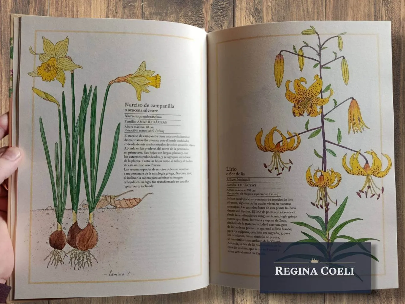 INVENTARIO ILUSTRADO DE FLORES - Imagen 2