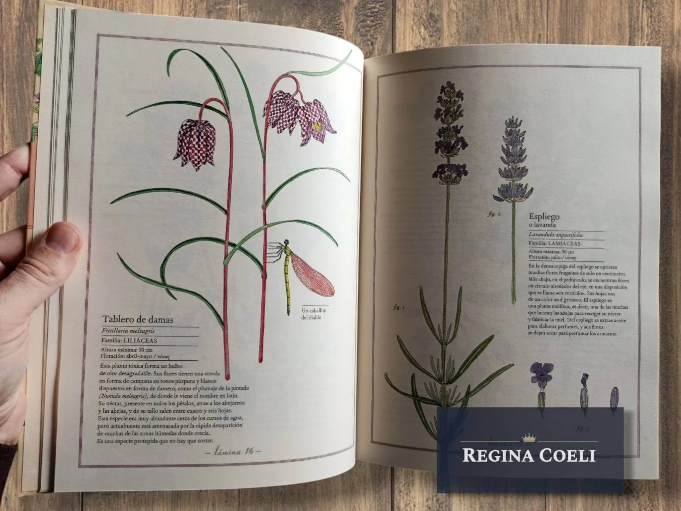 INVENTARIO ILUSTRADO DE FLORES - Imagen 3