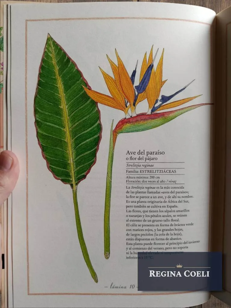 INVENTARIO ILUSTRADO DE FLORES - Imagen 5
